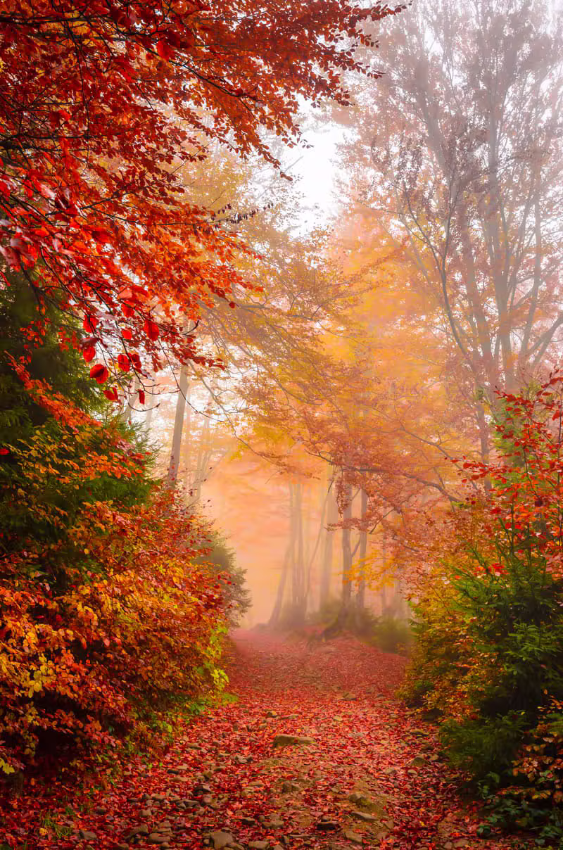 Calm, peaceful natural scenery with soft sunlight
