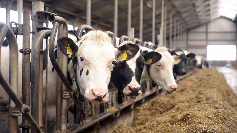 Integrated agricultural operations with livestock and modern production facilities
