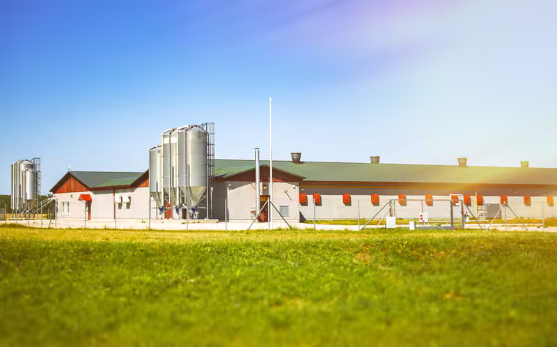 Modern poultry production facility with healthy chickens