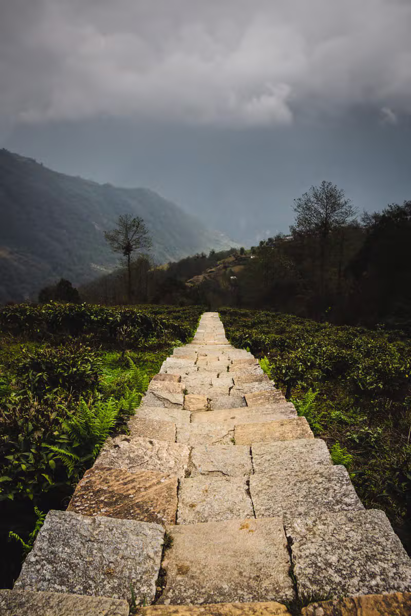 Lush green tea plantations in the misty mountains of Nepal