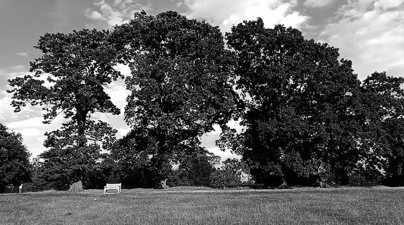 Norwood Grove green space