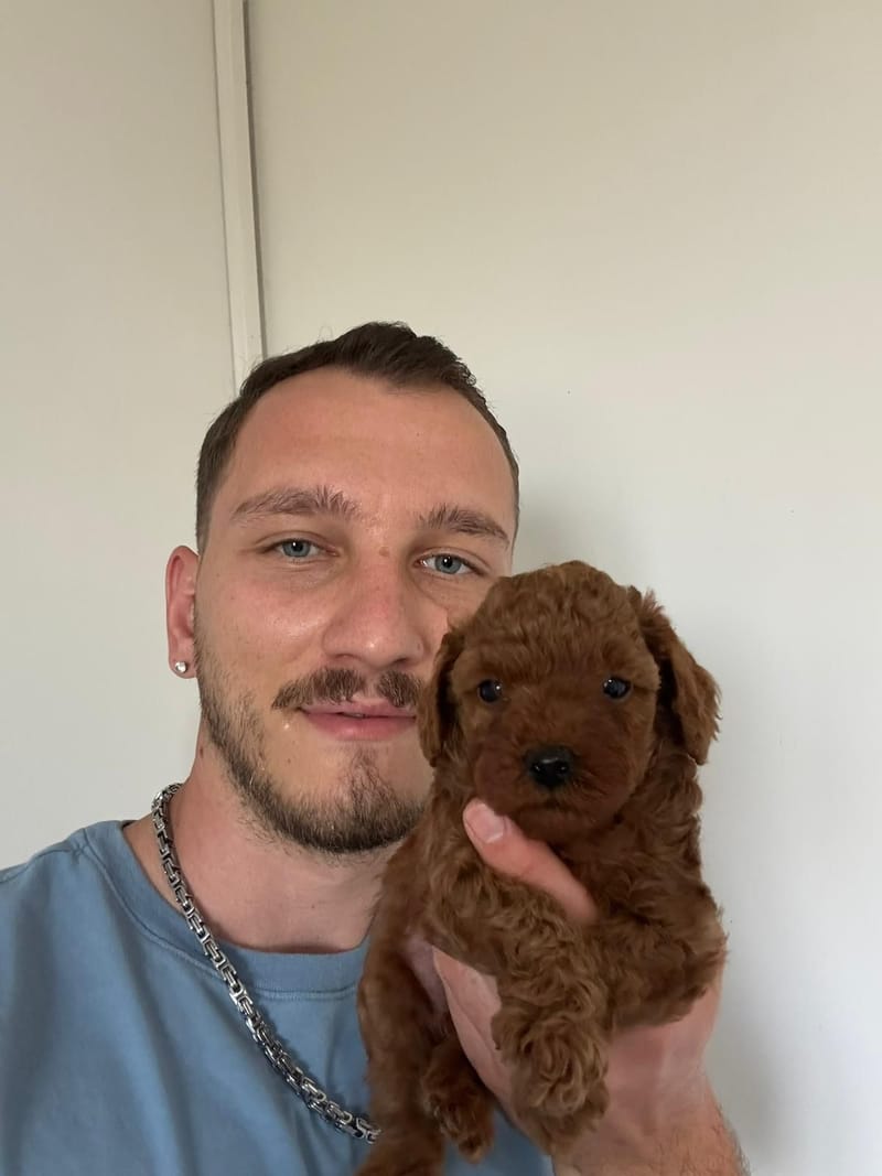 Zeytin adlı Erkek Toy Poodle yavrusu