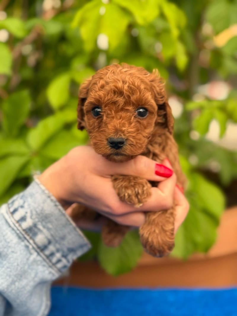 Badem adlı Erkek Toy Poodle yavrusu