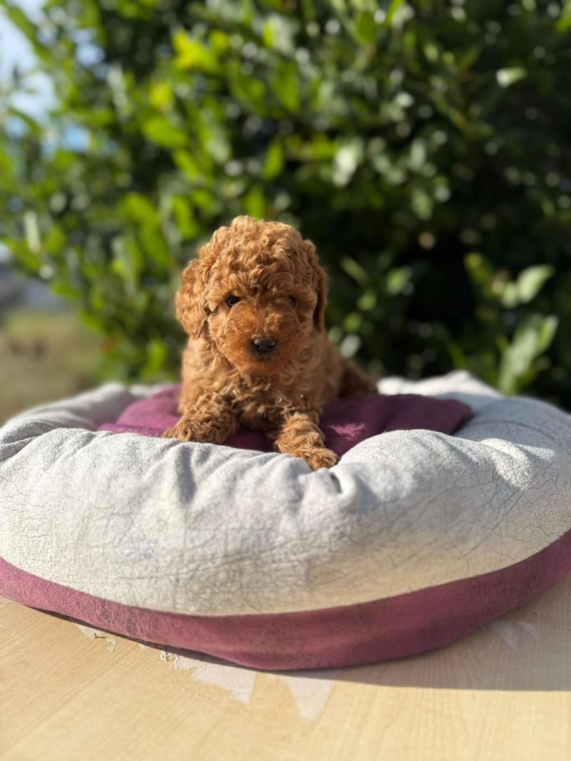 Pamuk adlı Dişi Toy Poodle yavrusu