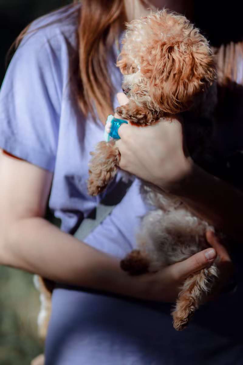 Üretici, kucağında Toy Poodle yavrusunu tutuyor