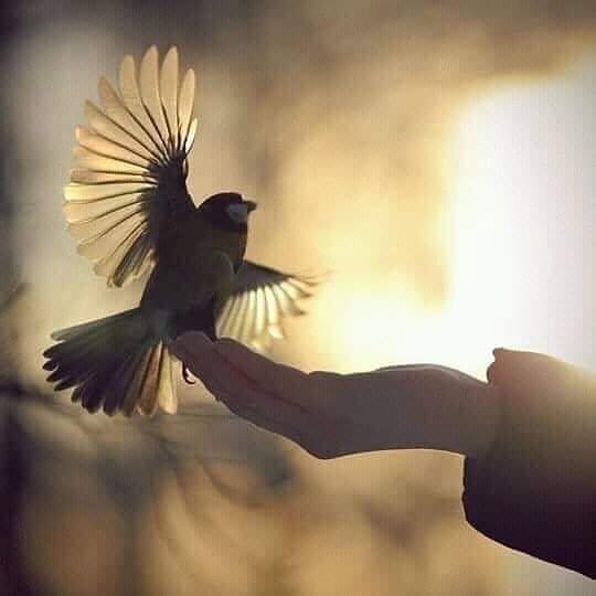 Sessão Reiki