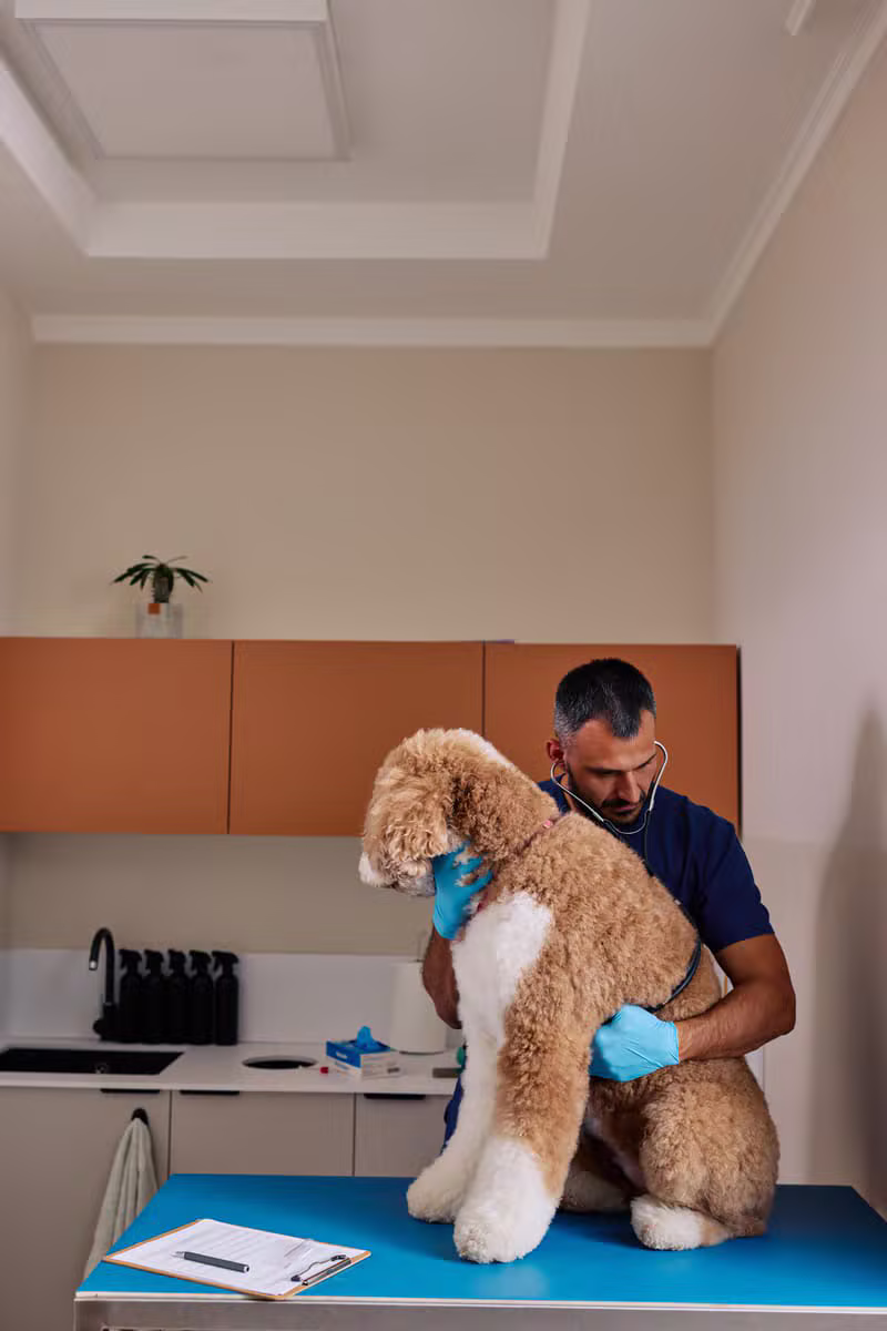 Medic veterinar consultând un câine într-o clinică modernă