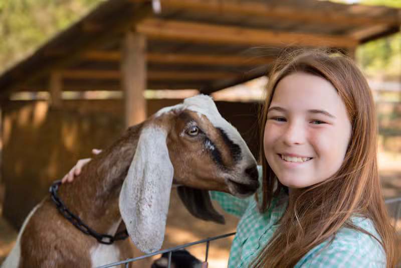 Animais da mini fazenda