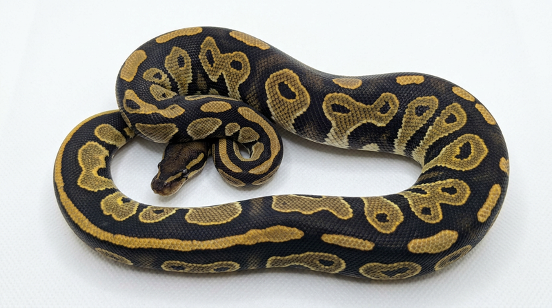 Kevin – morf Black Head Hypo het Piebald