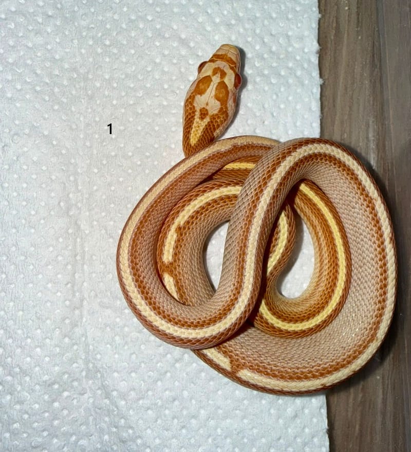 U1 – morf Butter Striped