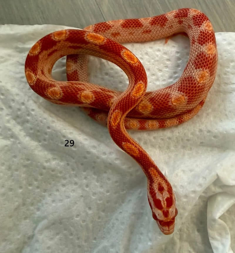 U29 – morf Amelano