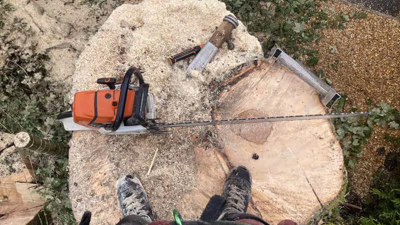 Large Tree Removal
