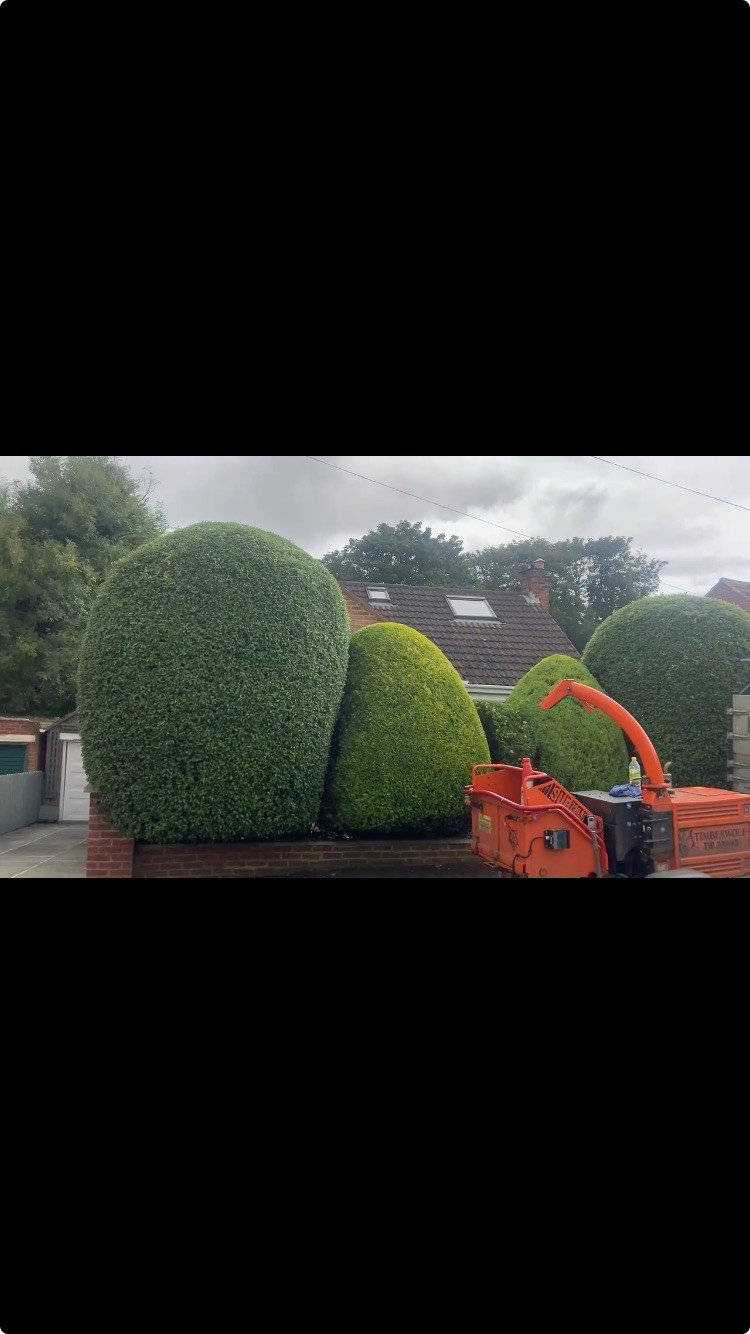 Hedge Trimming