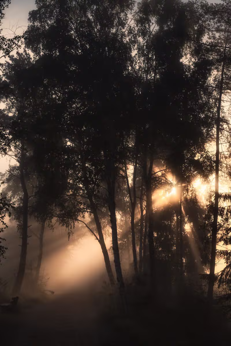 Ein Weg durch den Wald im weichen Licht als Bild für die Schöpfung