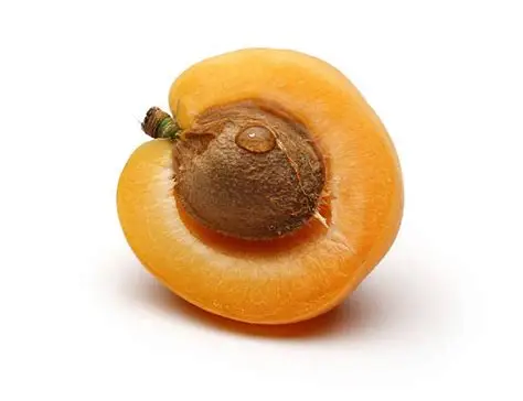 גרעין משמש XING REN