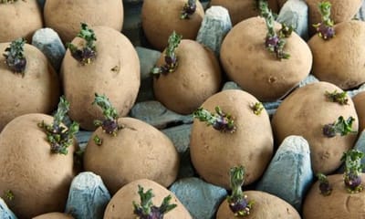 Seed Potatoes image
