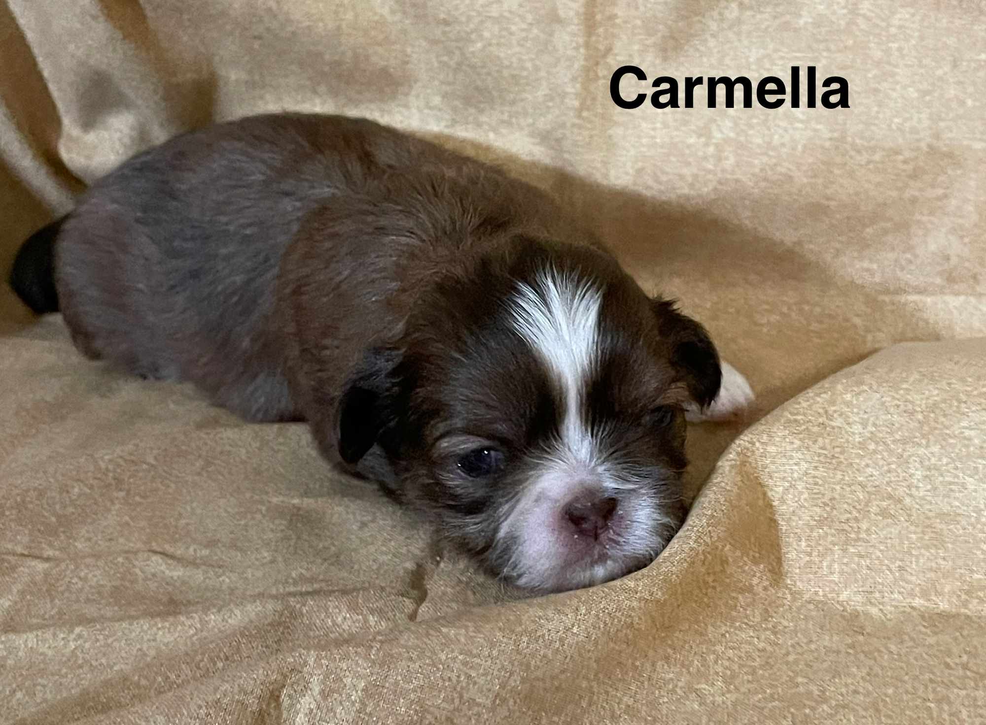 Carmella Available;  Ready 12-5-26