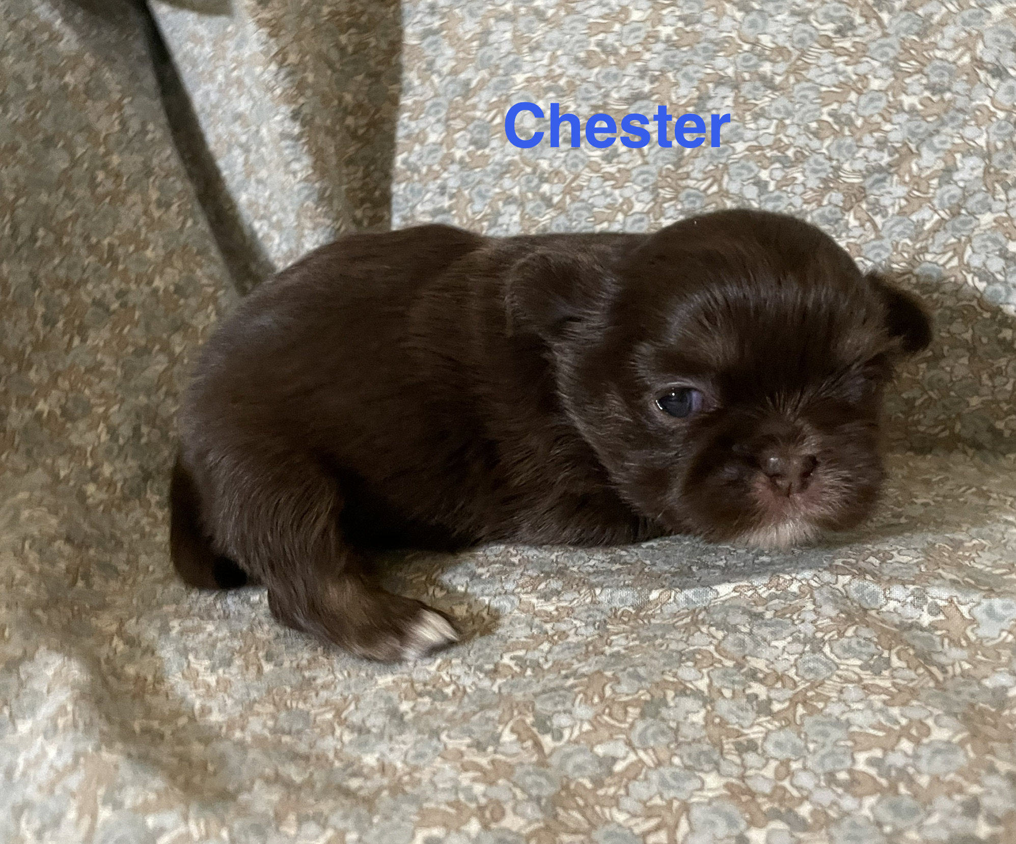 Chester Born 10-9-26; Ready 12-5-26  $1800
