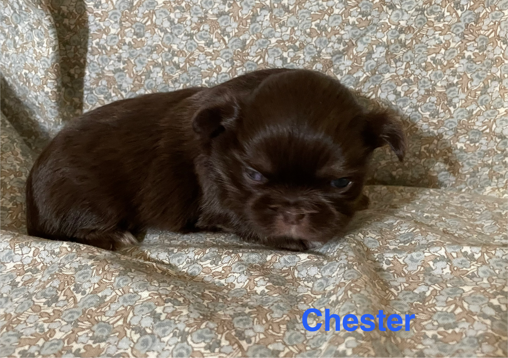 Chester Born 10-9-26; Ready 12-5-26  $1800