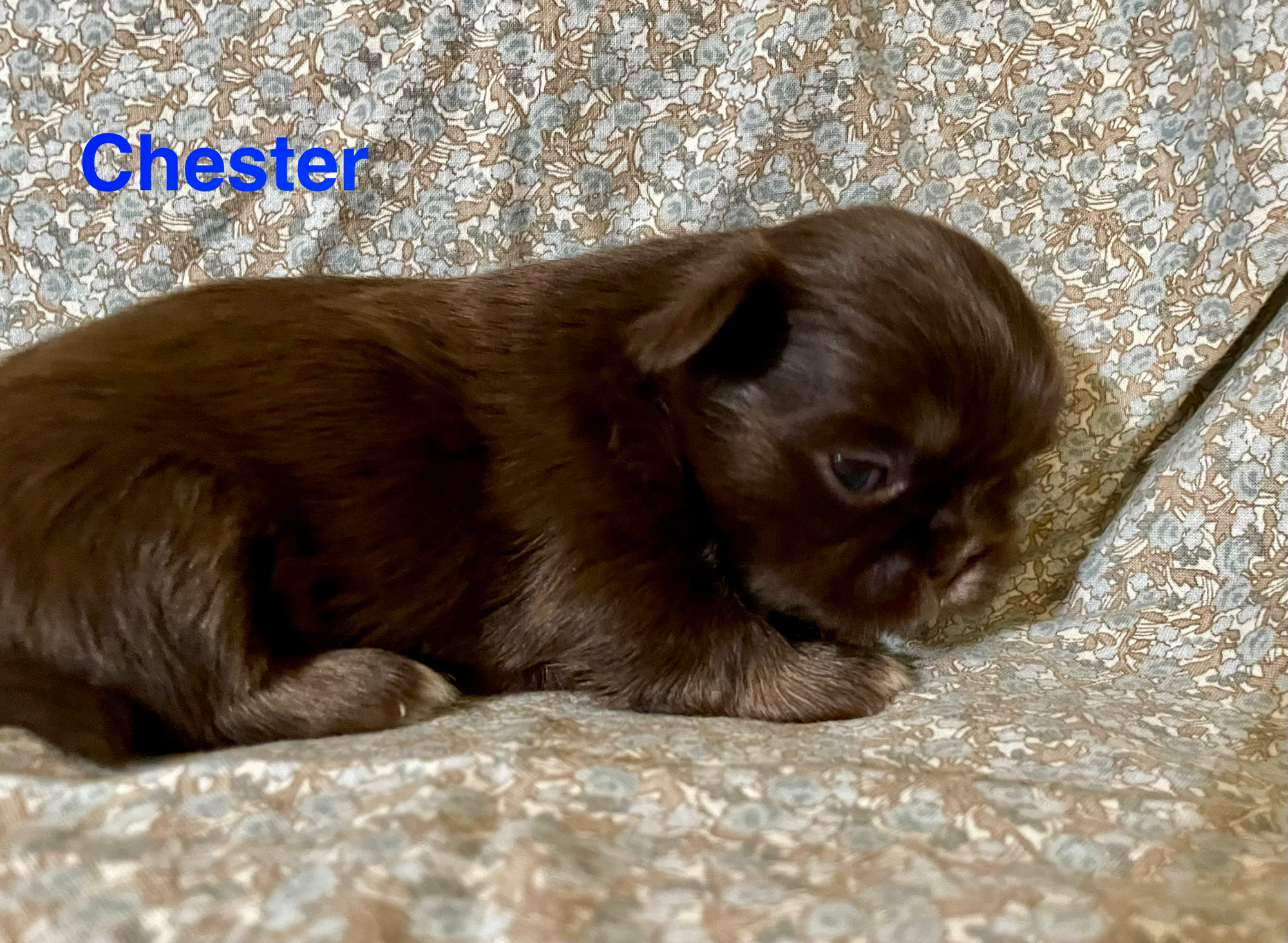 Chester Born 10-9-26; Ready 12-5-26  $1800
