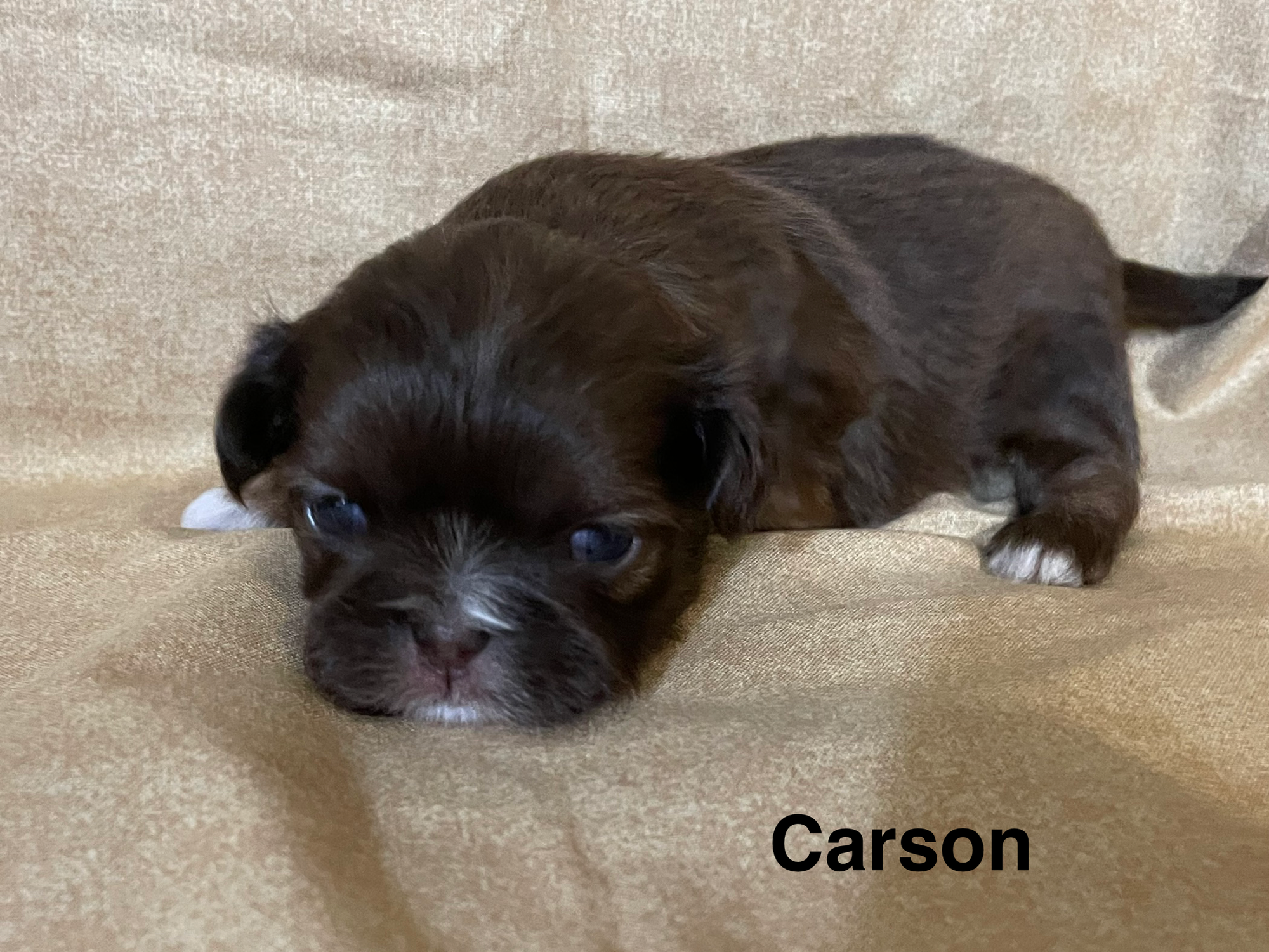 Carson Born 10-9-26; Ready 12-5-26  $1800