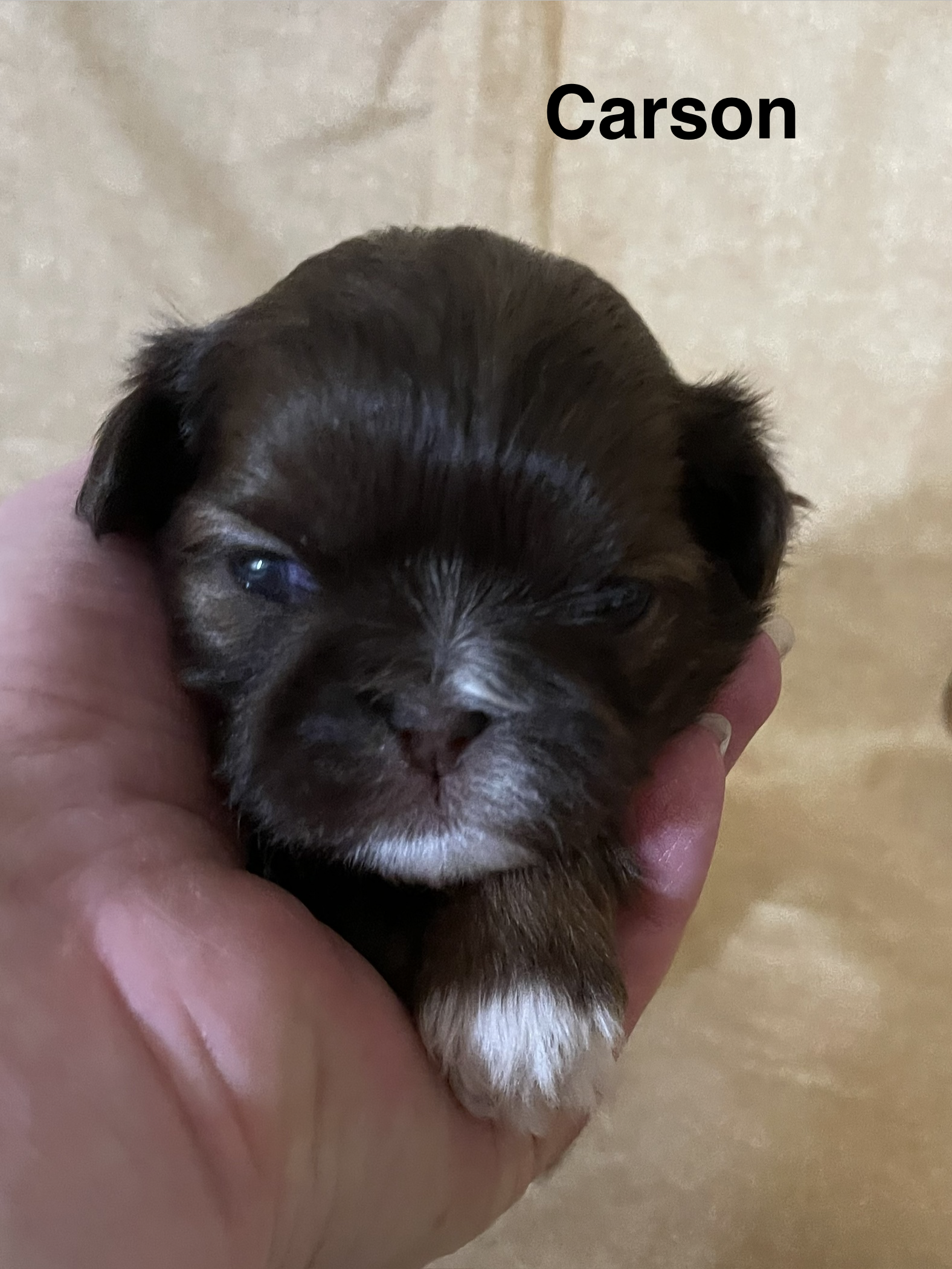Carson Born 10-9-26;  Ready 12-5-26  $1800