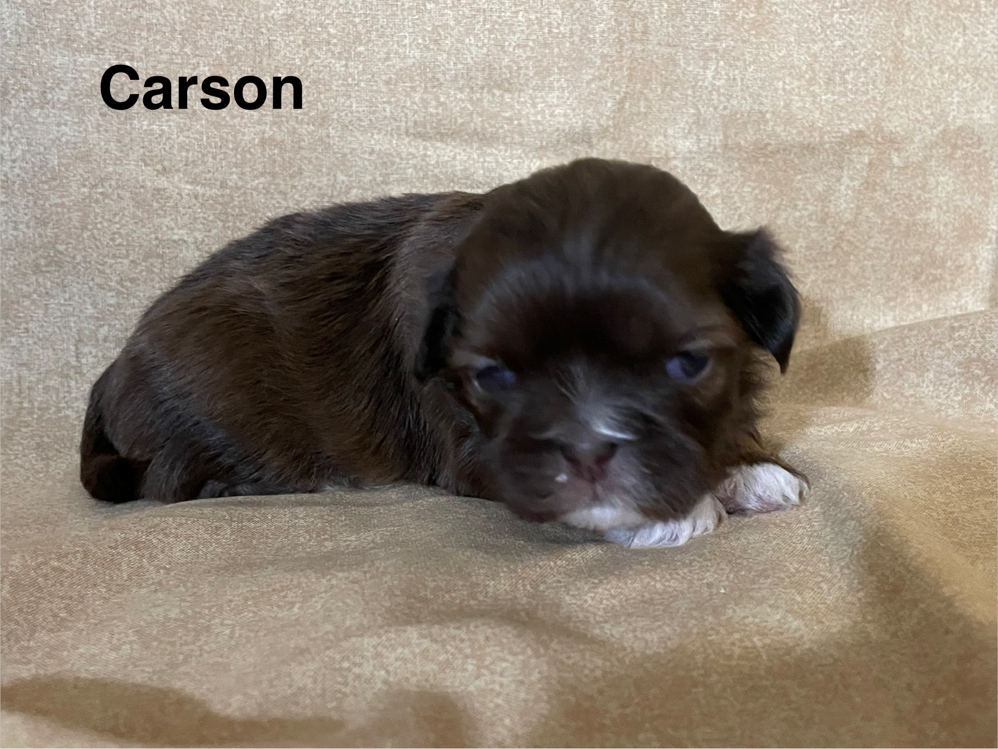 Carson Born 10-9-26; Ready 12-5-26  $1800