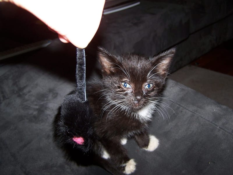 Stray Cats New Zealand Trust logo