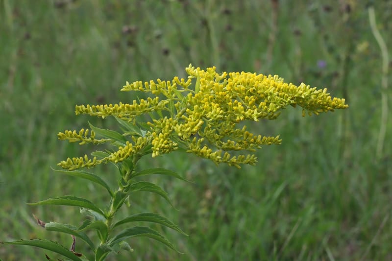Les plantes envahissantes