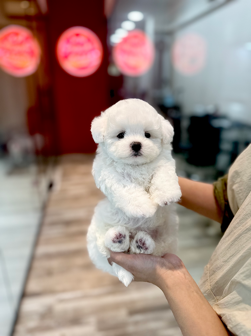 Pooch Prep: Puppy Shower & Care Basics