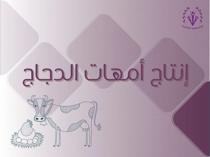 إنتاج أمهات الدواجن