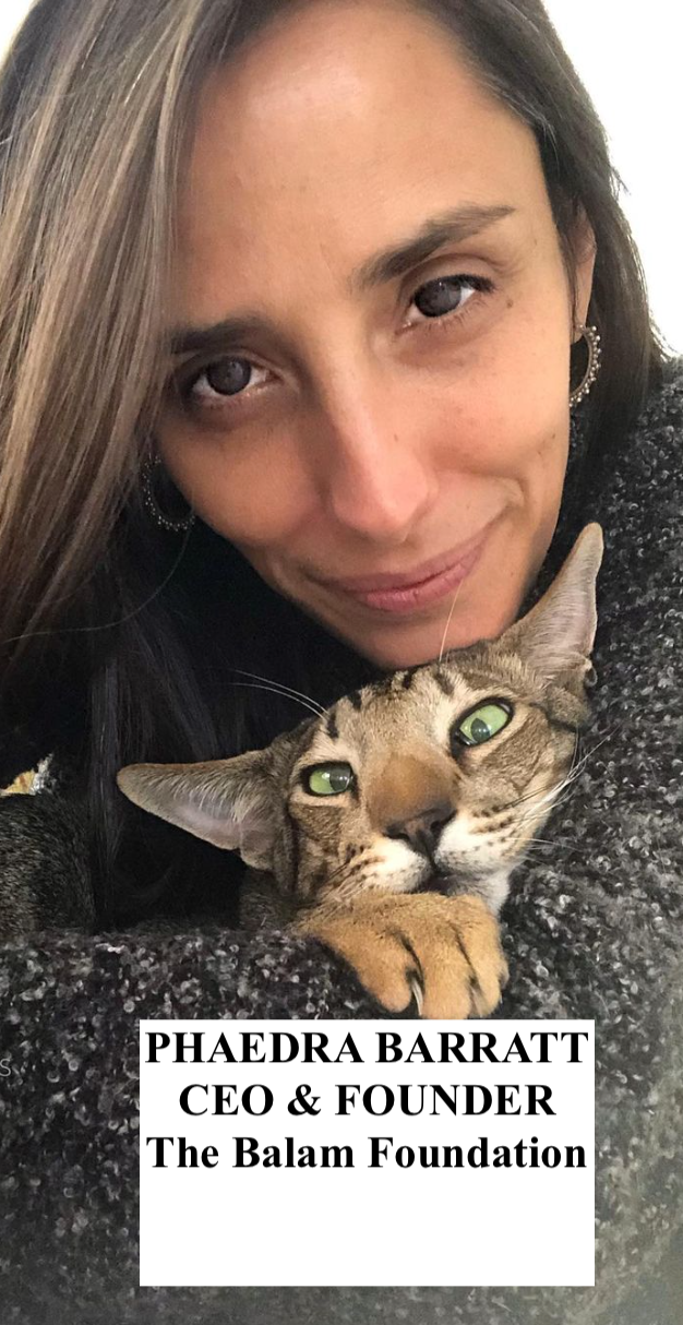 $40 To Spay a Kitty at BALAM FOUNDATION