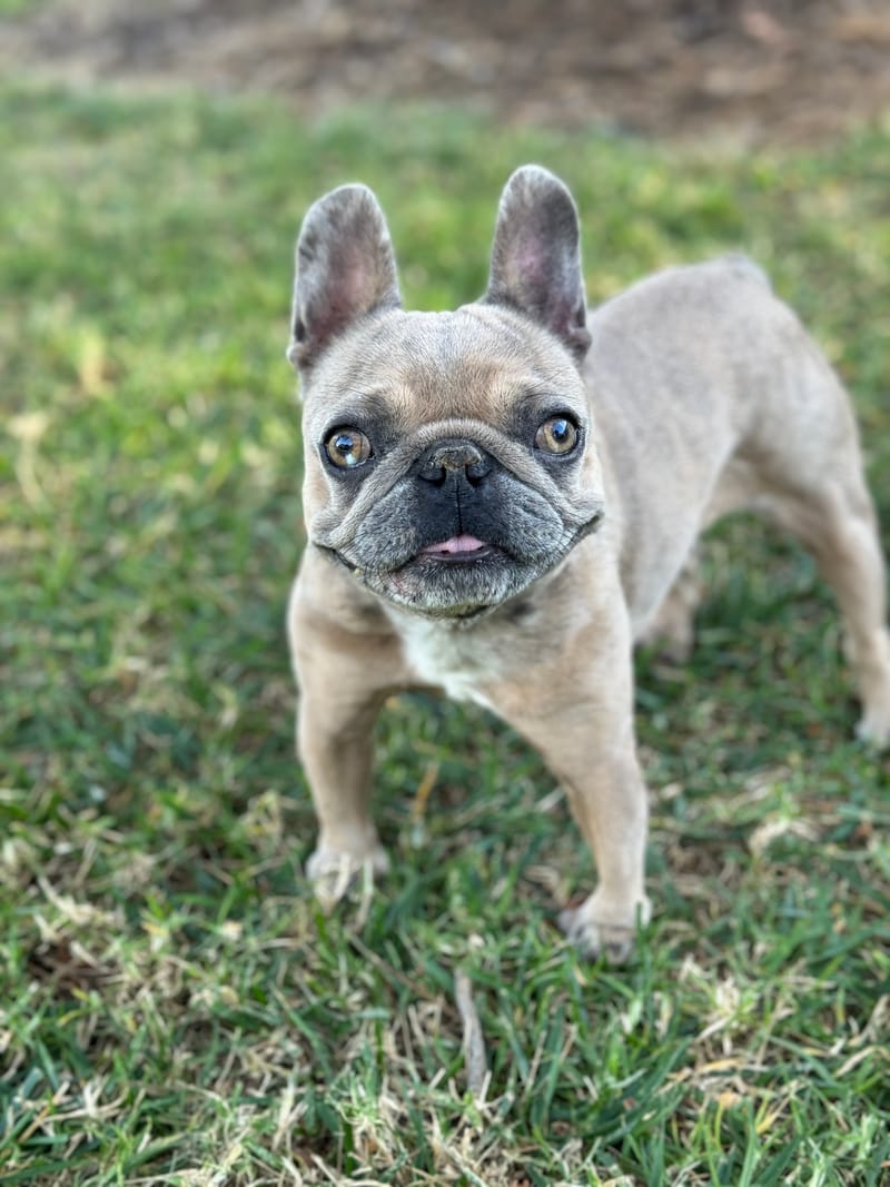$1,000.00 BUNNYPOP Our LiL Missionary w/Fur