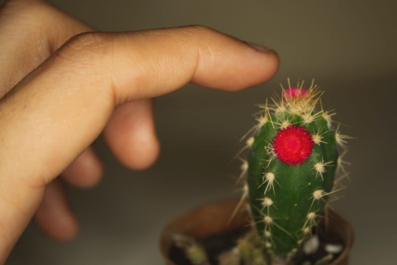 Dem Perfektionismus ein Schnippchen schlagen, oder: Vom Mut, ich selbst zu sein