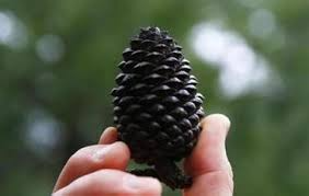 Image result for pine cone pictures