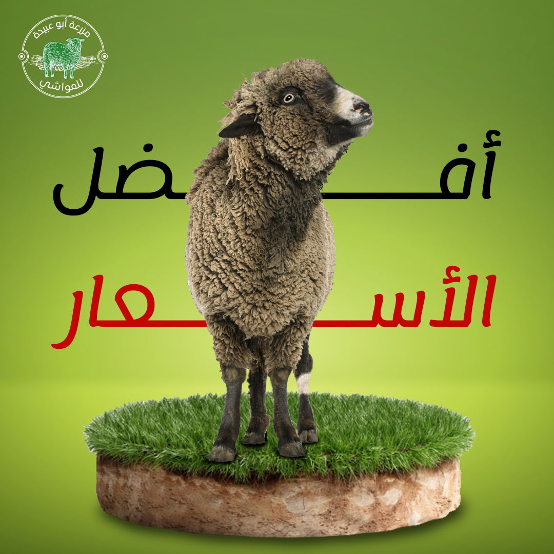 مزرعة أبو عبيدة للمواشي