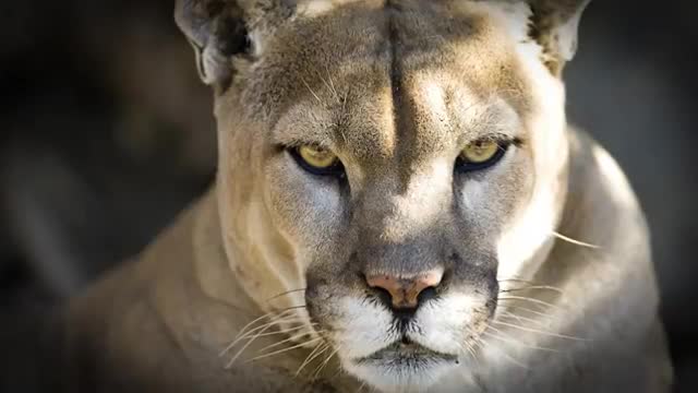 PUMA KNIFE -- 245 Years