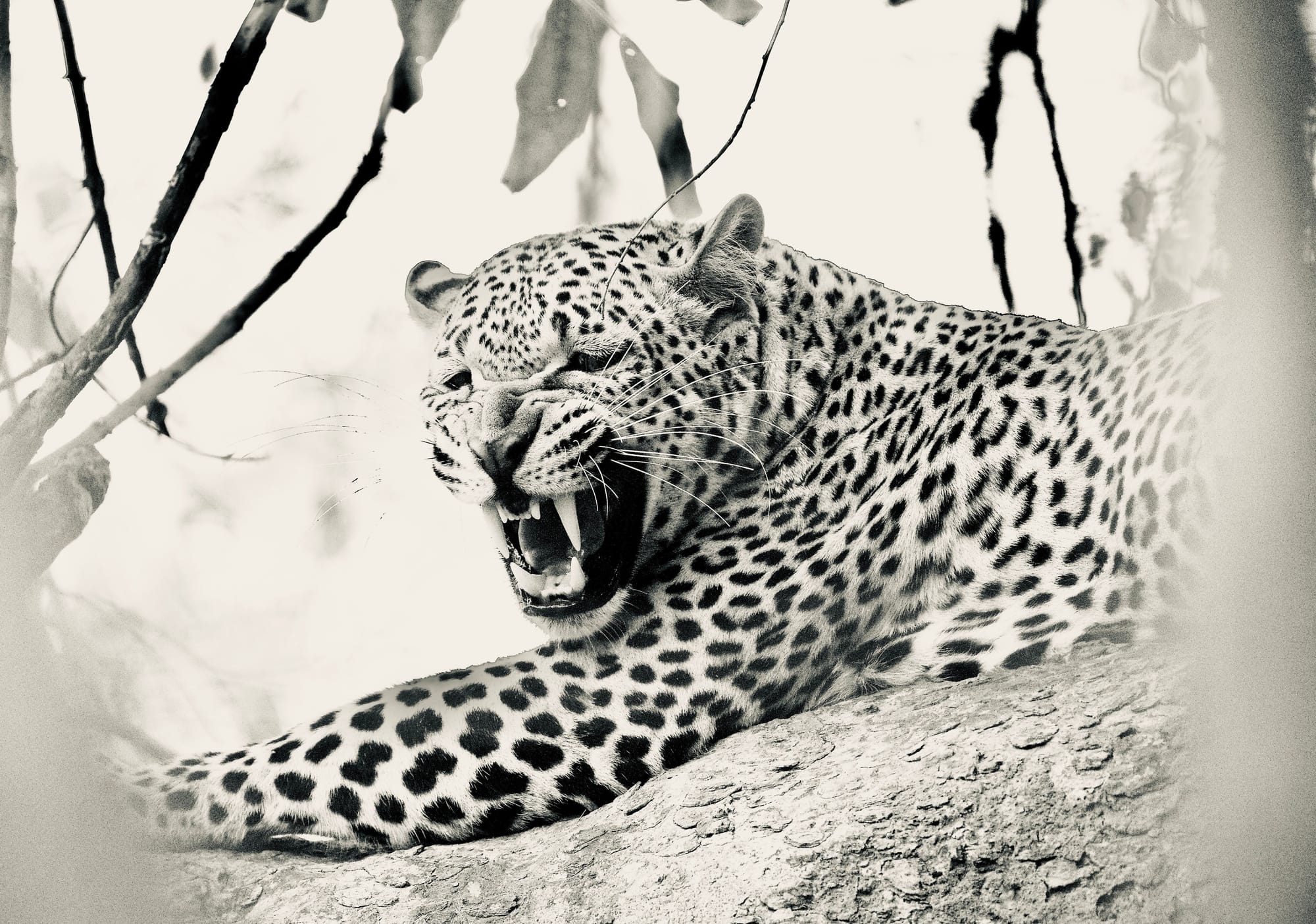 JULY 2025 NEWSLETTER