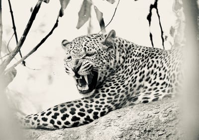 JULY 2025 NEWSLETTER