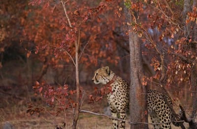 JANUARY 2025 NEWSLETTER