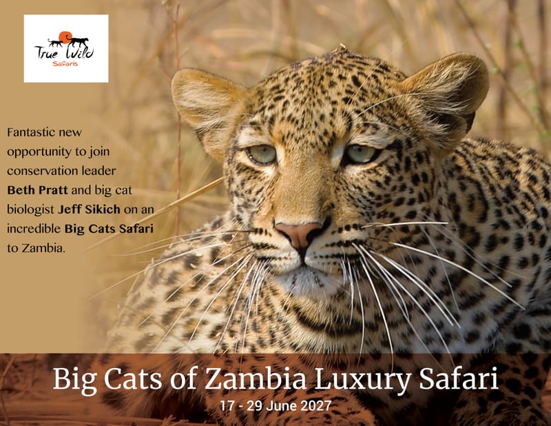 Special Themed Safaris