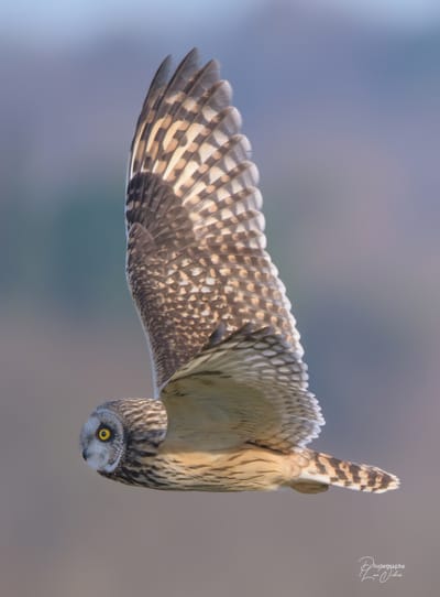 description du Balbuzard Pecheur image