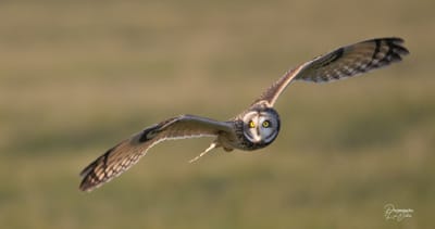 description du Balbuzard Pecheur image