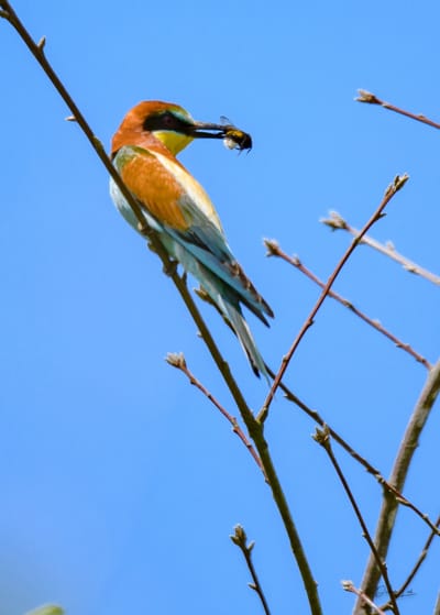 description du Guêpier d&#039;europe image