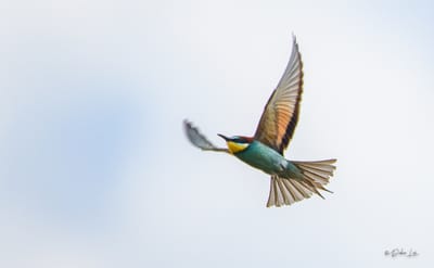 description du Guêpier d&#039;europe image