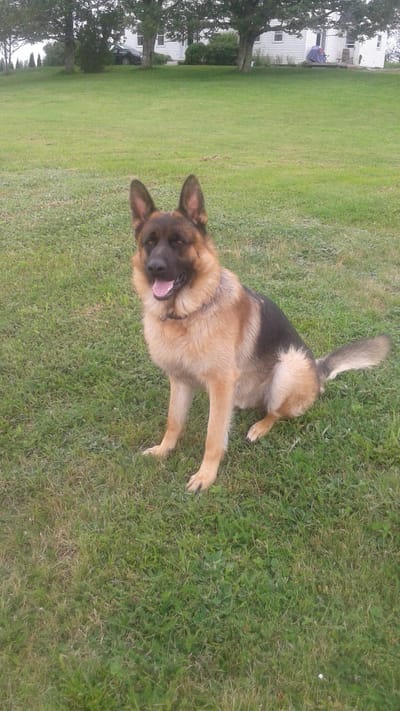 WELCOME TO MY SITE/MY BEAUTIES AND THEIR ADORABLE PUPPIES!  scroll way down/lots of info/ty! image