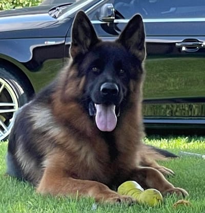 WELCOME TO MY SITE/MY BEAUTIES AND THEIR ADORABLE PUPPIES! scroll way down/lots of info/ty! image