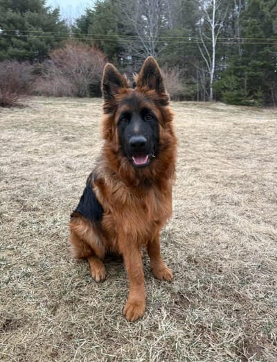 PUPPY INFORMATION ! image