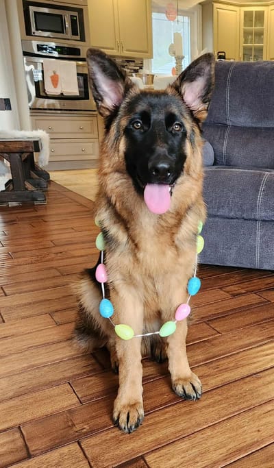 PUPPY INFORMATION ! image