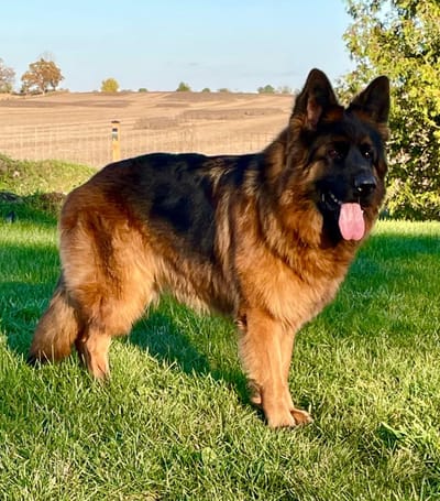 WELCOME TO MY SITE/MY BEAUTIES AND THEIR ADORABLE PUPPIES!  scroll way down/lots of info/ty! image